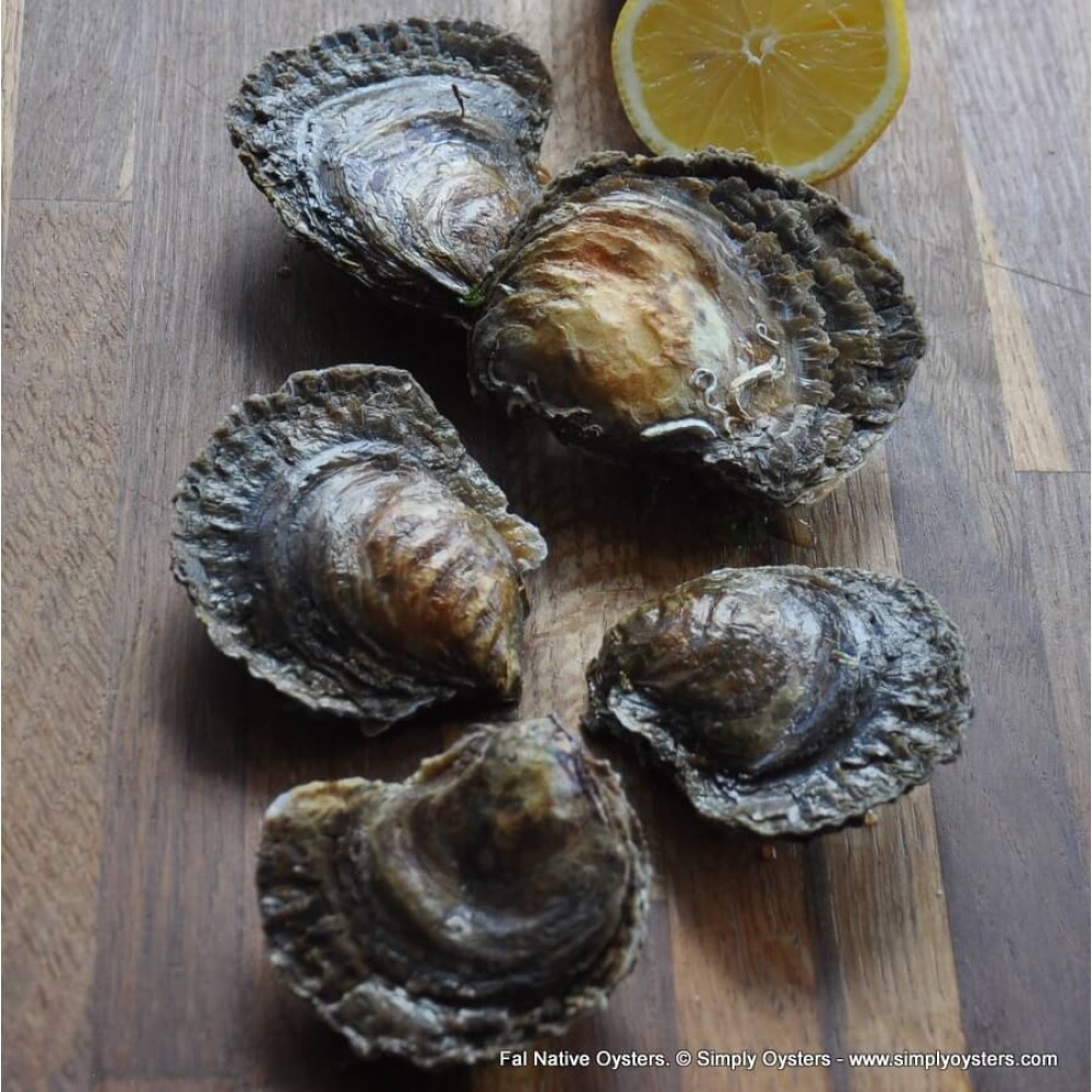 Fal Native Oysters Buy Online UK Delivery Simply Oysters